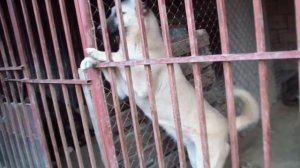 сыновья Пирата чемпиона Дагестана