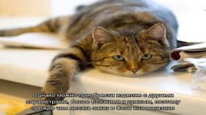 Накладка на подоконник: новая жизнь старого основания (21 фото)