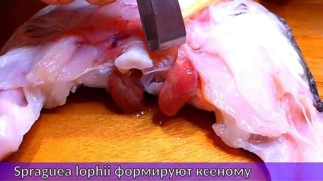 Паразиты в рыбе черт. Ксеномы микроспоридий