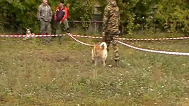 Ринг ЗСЛ. Старшая возрастная группа. Все вместе. смотреть онлайн