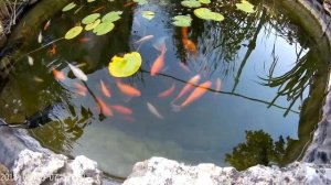 Карпы Кои и  Кометы в домашнем пруду