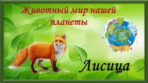 Животный мир нашей планеты. Лисица