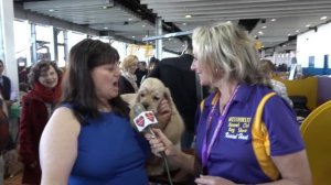 "Phantom" Cocker Spaniel (black) at Westminster Kennel Club Dog Show 2018