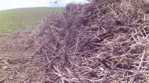 Как избавится от стерни(соломы) подсолнечника!