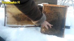 Чем отличается зимовка пчёл на рамках дадана и украинки