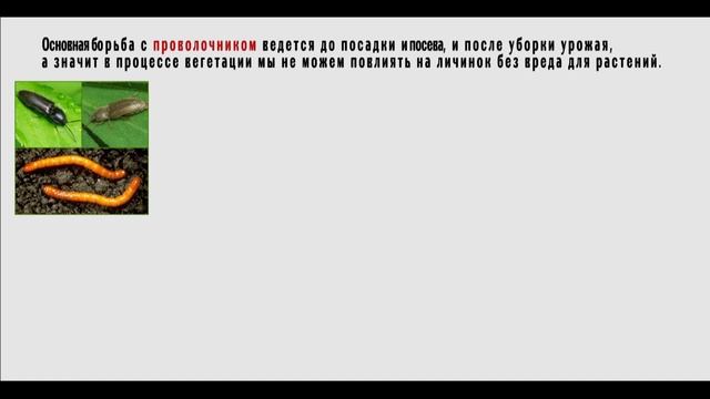 Проволочник. Меры борьбы и профилактики. От А до Я.