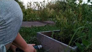 Монтаж капельного полива для Голубики//Облегчаем уход за растениями