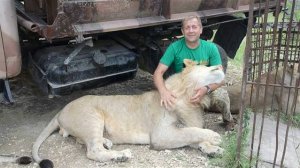 Лев Витя в Тайгане  ! Крым