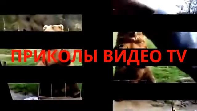 Приколы. Кот упал в унитаз смотреть онлайн