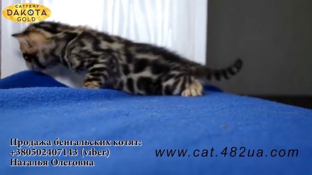 Бенгальские мраморные котята