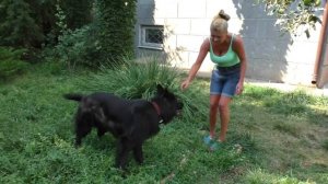 Послушный Призрак. Кобель черной длинношерстной Немецкой овчарки. Male black German Shepherd Ghost.
