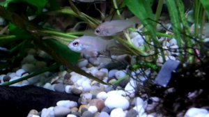 Апистограмма рамирези Gold (Microgeophagus ramirezi)
