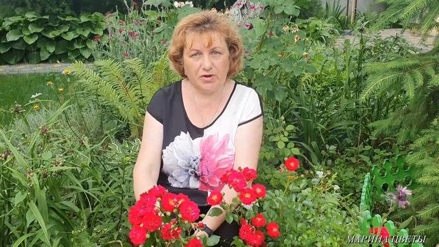 РОЗА ПОЧВОПОКРОВНАЯ