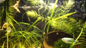 Кормлю аквариумных белых лягушек.