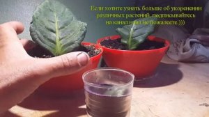 Глоксиния укоренение листом. The gloxinia. Rooting.