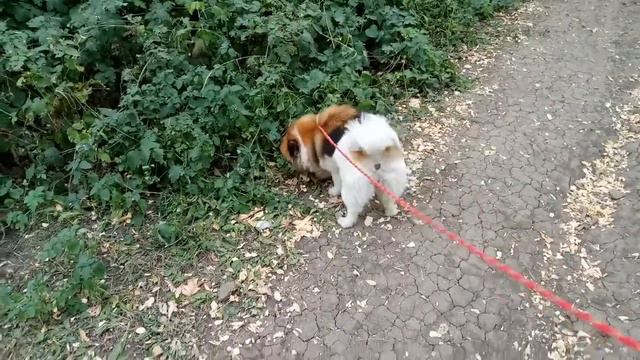 Прогулка с двумя собаками 2. Шпиц Джоли и Русский Спаниель Марта