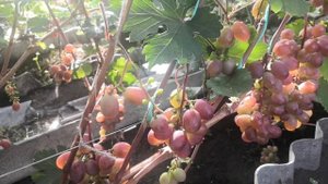 Немного о сорте винограда Виктория.