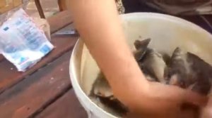 Солим рыбу перед копчением