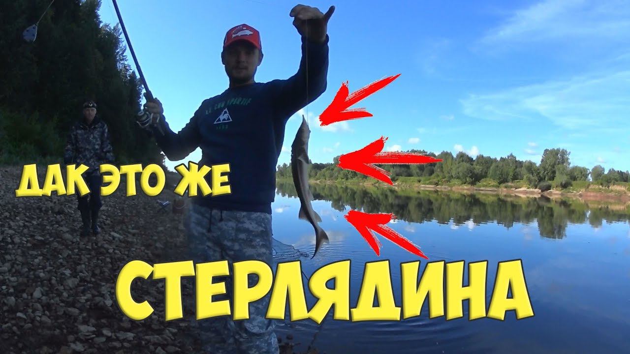 Ловля Стерляди. Безобразники опять ловили краснокнижную рыбу.