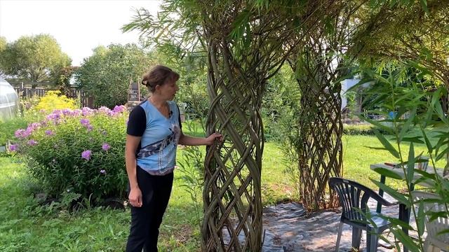 Русская ива. Летний видео-обзор. Живой плетеной беседке 4 года. смотреть онлайн