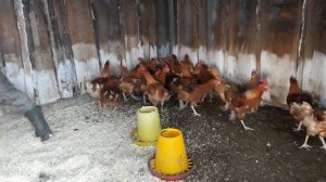 Цветной бройлер SASSO XL551! 3 месяца.