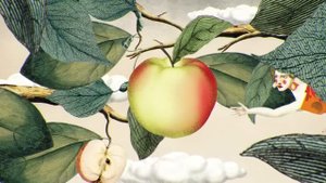 Сады Придонья. Ренет Курский золотой.