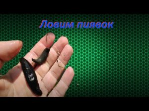 Ловим пиявок / как наловить много пиявок
