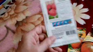 Помидоры  БЫЧЬЕ СЕРДЦЕ (МАЛИНОВОЕ ШОКОЛАДНОЕ РОЗОВОЕ ЯНТАРНОЕ ПЕРСИКОВОЕ).04.01.2020г. ЛЮБИМЫЕ СОРТ