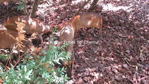 Indian Muntjac Deer, Voice, Sound