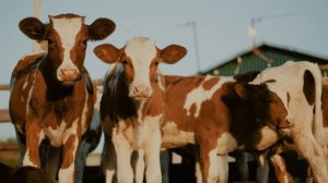 Флорикол: лечение респираторных заболеваний у животных