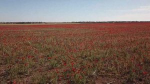 КРЫМ - МАКОВЫЕ ПОЛЯ. ОЗЕРО САСЫК-СИВАШ.