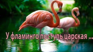 У фламинго поступь царская*