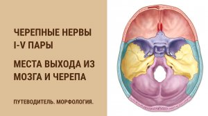 Черепные нервы. I-V пары. Места выхода из мозга и черепа