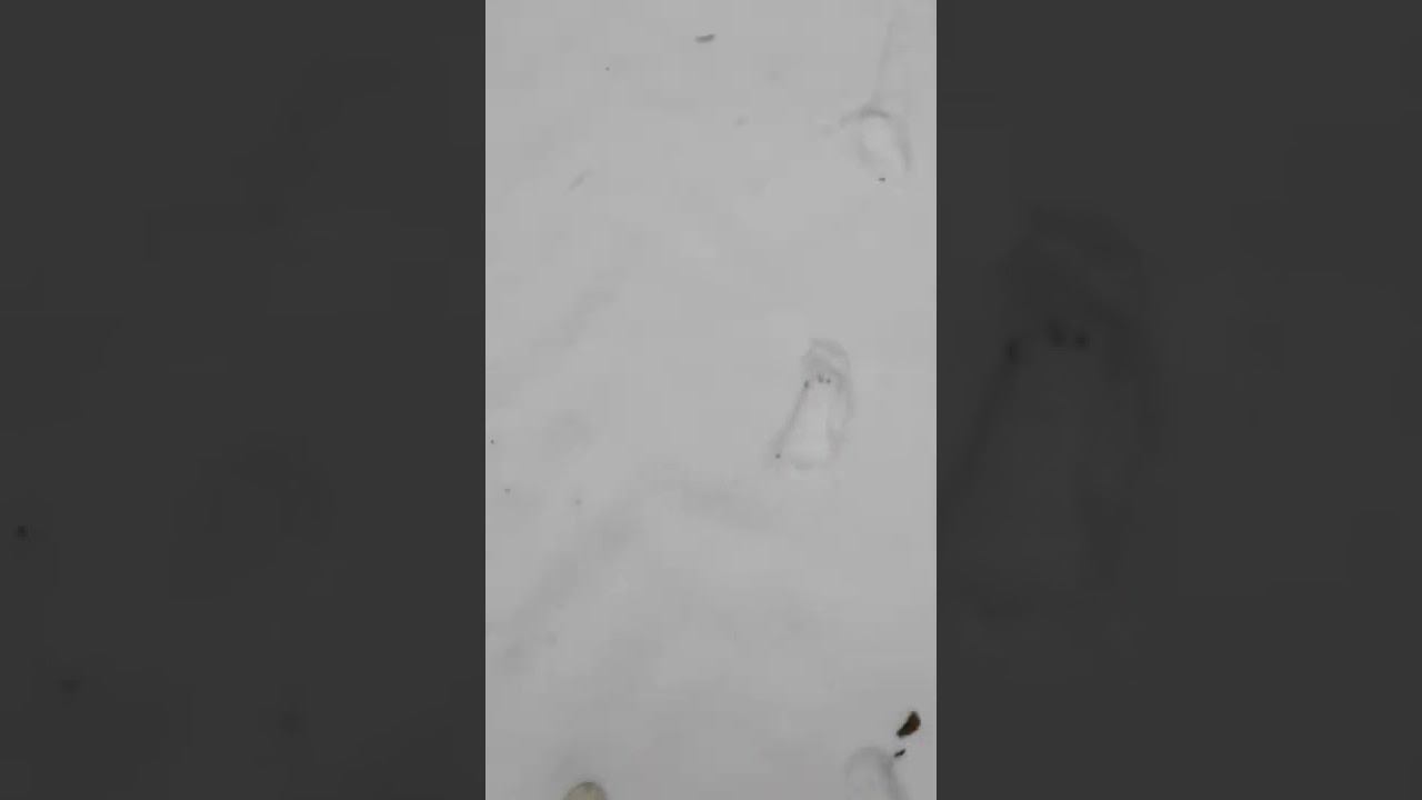 Имя на снегу? смотреть онлайн