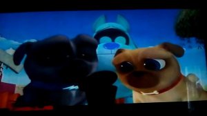 Дружные мопсы