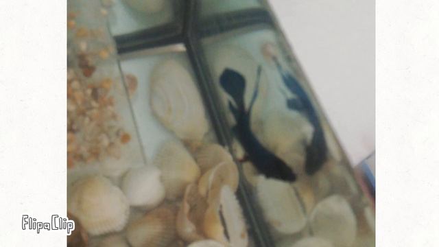 Канал тема чего-нибудь Альона смотреть онлайн