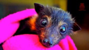 Как животные видят мир