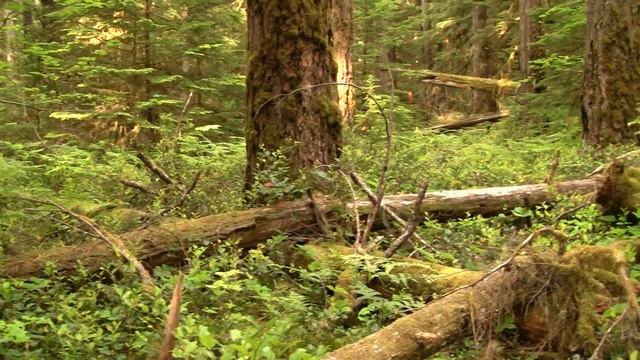 Pacific NW Old Growth Primary Forest. Первичный хвойный лес СЗ США (2468sp) смотреть онлайн