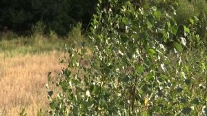 Охота на медведя и кабана на овсах
