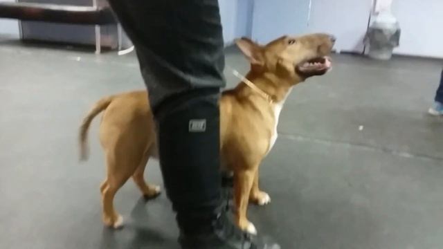 Афина миниатюрный бультерьер на занятиях . смотреть онлайн