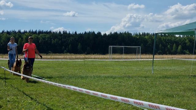 30.07.22г Монопородная выставка немецких овчарок, г.Мичуринск. Длинношерстные кобели юниоры смотреть онлайн