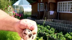 ? Когда выкапывать чеснок в Подмосковье / НАШ СУПЕР ЧЕСНОК ?