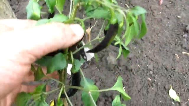 Cayenne Purple - Фиолетовый кайенский перец