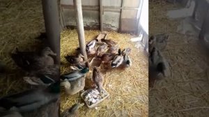 Подсадные утки.Чем кормить.