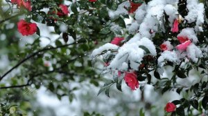 Осень. Первый снег