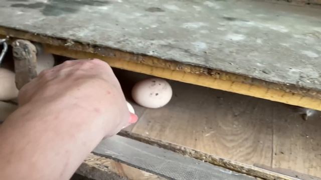 Содержание Цыплят Разных Возрастов Что с петухом Маран