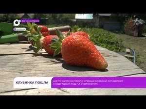 Без комментариев. Клубника пошла