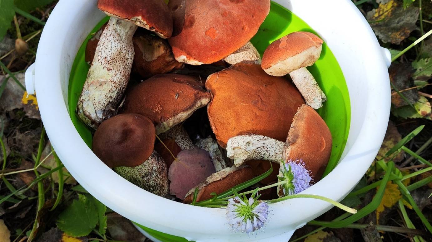 По грибы в лес 5 сент 2024 2 ч смотреть онлайн