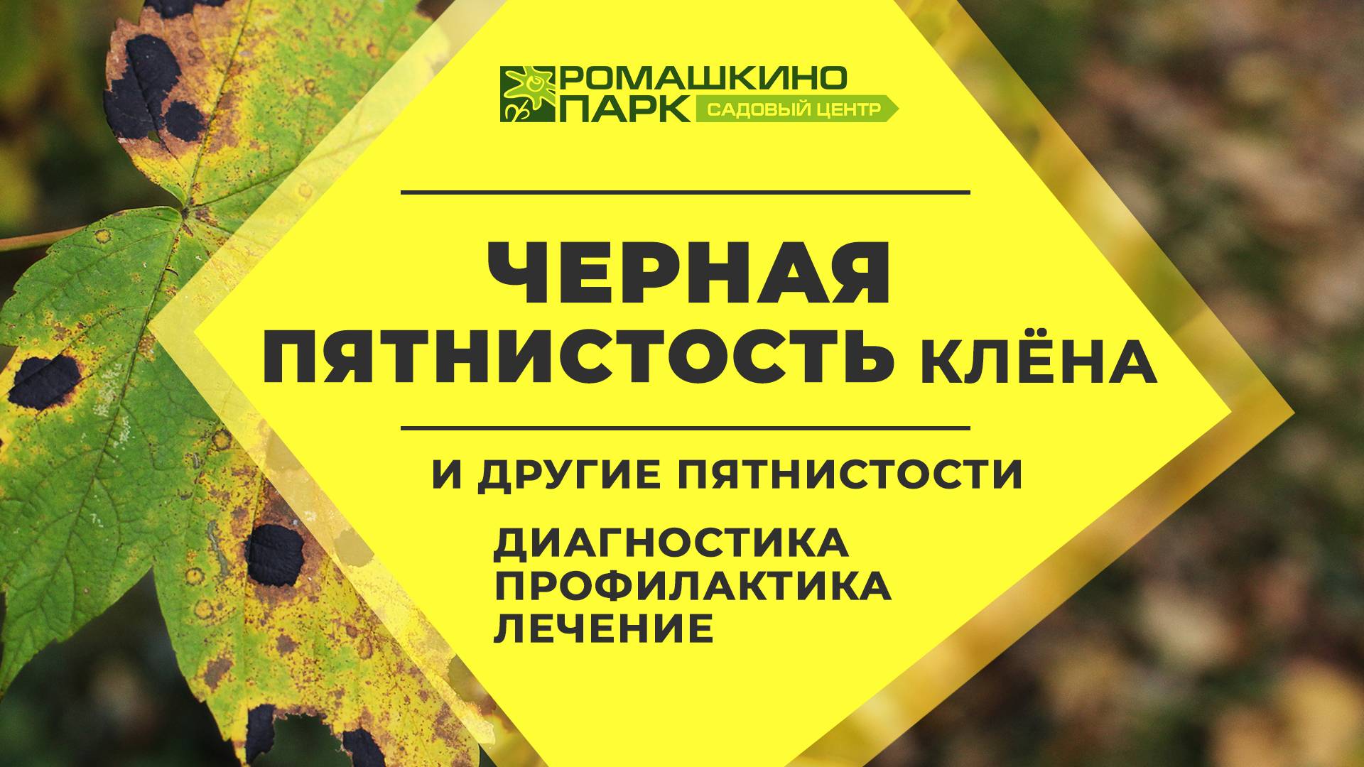 Черная пятнистость клена, мучнистая роса и другие пятнистости: диагностика, лечение
