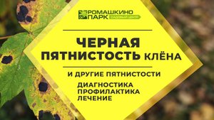 Черная пятнистость клена, мучнистая роса и другие пятнистости: диагностика, лечение
